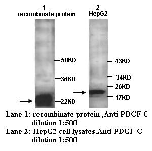 PDGF-CC Antibody