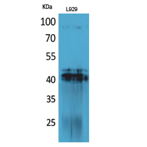 PDGF-D Antibody - Western blot of PDGF-D antibody