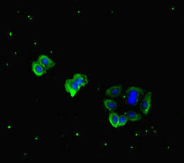 PDGF-D Antibody - Immunofluorescent analysis of HepG2 cells diluted at 1:100 and Alexa Fluor 488-congugated AffiniPure Goat Anti-Rabbit IgG(H+L)