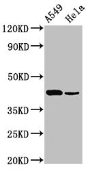PDGF-D Antibody - Western Blot Positive WB detected in:A549 whole cell lysate,Hela whole cell lysate All Lanes:Pdgfd antibody at 3µg/ml Secondary Goat polyclonal to rabbit IgG at 1/50000 dilution Predicted band size: 43,31 KDa Observed band size: 43 KDa