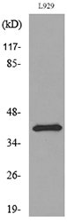 PDGF-D Antibody - Western blot analysis of lysate from L929 cells, using PDGFD Antibody.