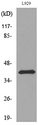 PDGF-D Antibody - Western blot analysis of lysate from L929 cells, using PDGFD Antibody.