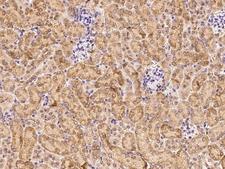 PDGF-D Antibody - Immunochemical staining PDGFD in human kidney with rabbit polyclonal antibody at 1:500 dilution, formalin-fixed paraffin embedded sections.