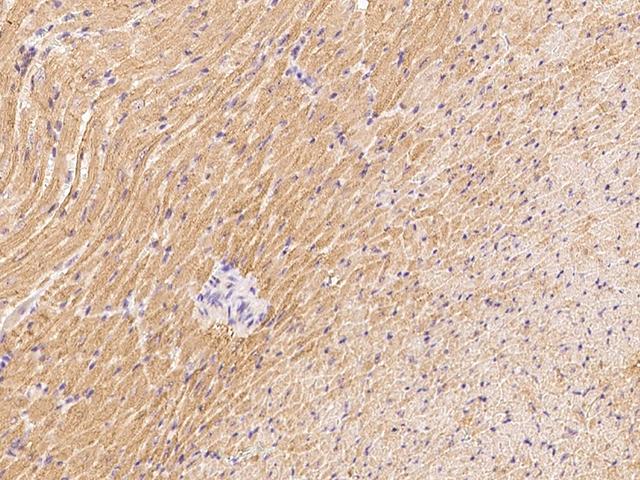 PDGF-D Antibody - Immunochemical staining PDGFD in mouse heart with rabbit polyclonal antibody at 1:500 dilution, formalin-fixed paraffin embedded sections.