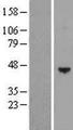 PDGF-D Protein - Western validation with an anti-DDK antibody * L: Control HEK293 lysate R: Over-expression lysate