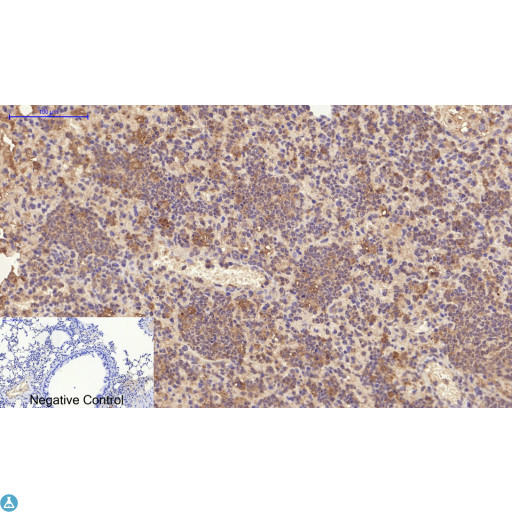 PDGFRA / PDGFR Alpha Antibody - Immunohistochemical analysis of mouse-lung tissue. Anti-PDGFRalpha at 1:200 (4°C, overnight). Antigen retrieval - Sodium Citrate pH6 (>98°C, 20min). Secondary - 1:200 (room temp, 30min). Negative control - Secondary only