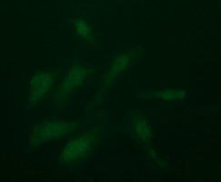 PDGFRB / PDGFR Beta Antibody - Immunofluorescent staining of HeLa cells using anti-PDGFRB mouse monoclonal antibody.