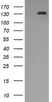 PDGFRB / PDGFR Beta Antibody - HEK293T cells were transfected with the pCMV6-ENTRY control (Left lane) or pCMV6-ENTRY PDGFRB (Right lane) cDNA for 48 hrs and lysed. Equivalent amounts of cell lysates (5 ug per lane) were separated by SDS-PAGE and immunoblotted with anti-PDGFRB.