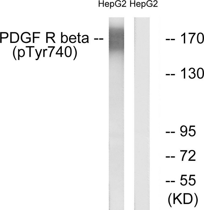PDGFRB / PDGFR Beta Antibody - Western blot analysis of lysates from HepG2 cells treated with EGF 200ng/ml 30', using PDGFR beta (Phospho-Tyr740) Antibody. The lane on the right is blocked with the phospho peptide.