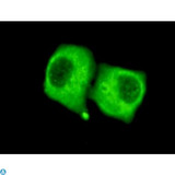 PDHA1 / PDH E1 Alpha Antibody - Immunofluorescence (IF) analysis of HeLa cells using PDH-E1alpha Monoclonal Antibody.