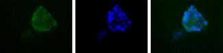 PDHA1 / PDH E1 Alpha Antibody - Pyruvate Dehydrogenase E1-alpha subunit [phospho Ser293] Antibody - Detection of PDHE1 (Green) in HepG2 cells. Nuclei (Blue) are counterstained with Hoechst 33248.  This image was taken for the unconjugated form of this product. Other forms have not been tested.