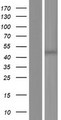 PDHA1 / PDH E1 Alpha Protein - Western validation with an anti-DDK antibody * L: Control HEK293 lysate R: Over-expression lysate