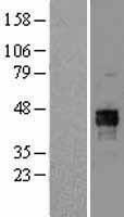 PDHA1 / PDH E1 Alpha Protein - Western validation with an anti-DDK antibody * L: Control HEK293 lysate R: Over-expression lysate