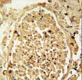 PDHA2 / PDH E1 Beta Antibody - PDHA2 antibody immunohistochemistry of formalin-fixed and paraffin-embedded human testis tissue followed by peroxidase-conjugated secondary antibody and DAB staining.