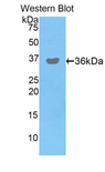 PDHB Antibody - Western blot of recombinant PDHB.  This image was taken for the unconjugated form of this product. Other forms have not been tested.