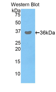 PDHB Antibody - Western blot of recombinant PDHB.  This image was taken for the unconjugated form of this product. Other forms have not been tested.