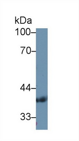 PDHB Antibody - Western Blot; Sample: Human Serum; Primary Ab: 1µg/ml Rabbit Anti-Human PDHb Antibody Second Ab: 0.2µg/mL HRP-Linked Caprine Anti-Rabbit IgG Polyclonal Antibody