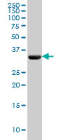 PDHB Antibody - PDHB monoclonal antibody (M03), clone 2B2 Western blot of PDHB expression in HeLa.