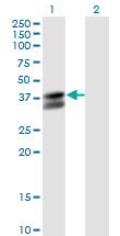 PDHB Antibody - Western blot of PDHB expression in transfected 293T cell line by PDHB monoclonal antibody (M03), clone 2B2.