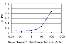 PDHB Antibody - Detection limit for recombinant GST tagged PDHB is approximately 1 ng/ml as a capture antibody.