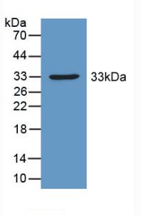 PDHX / Protein X / ProX Antibody - Western Blot; Sample: Recombinant PDHX, Mouse.
