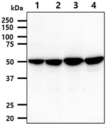 PDHX / Protein X / ProX Antibody - The cell lysates (40ug) were resolved by SDS-PAGE, transferred to PVDF membrane and probed with anti-human PDHX antibody (1:1000). Proteins were visualized using a goat anti-mouse secondary antibody conjugated to HRP and an ECL detection system. Lane 1.: A431 cell lysate Lane 2.: HepG2 cell lysate Lane 3.: 293T cell lysate Lane 4.: LnCap cell lysate