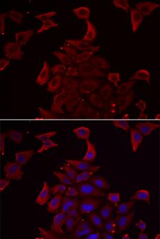 PDHX / Protein X / ProX Antibody - Immunofluorescence analysis of U2OS cells.