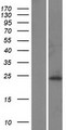 PDHX / Protein X / ProX Protein - Western validation with an anti-DDK antibody * L: Control HEK293 lysate R: Over-expression lysate