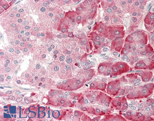 PDI / P4HB Antibody - Human Pancreas: Formalin-Fixed, Paraffin-Embedded (FFPE).  This image was taken for the unconjugated form of this product. Other forms have not been tested.
