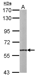 PDI / P4HB Antibody - Sample (20 ug of whole cell lysate). A: mouse liver. 7.5% SDS PAGE. PDI / P4HB antibody diluted at 1:10000.