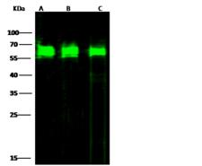 PDI / P4HB Antibody - Anti-P4HB rabbit polyclonal antibody at 1:1000 dilution. Lane A: A431 Whole Cell Lysate. Lane B: RAW264.7 Whole Cell Lysate. Lane C: MCF7 Whole Cell Lysate. Lysates/proteins at 30 ug per lane. Secondary: Goat Anti-Rabbit IgG H&L (Dylight800) at 1/10000 dilution. Developed using the Odyssey technique. Performed under reducing conditions. Predicted band size: 56 kDa. Observed band size: 60 kDa.
