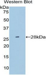 PDIA2 Antibody - Western blot of recombinant PDIA2.  This image was taken for the unconjugated form of this product. Other forms have not been tested.