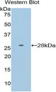 PDIA2 Antibody - Western blot of recombinant PDIA2.  This image was taken for the unconjugated form of this product. Other forms have not been tested.