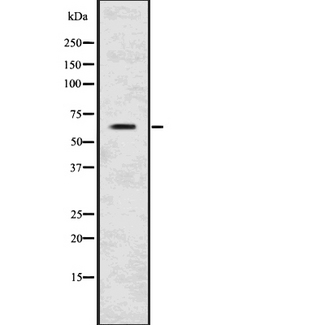 PDIA2 Antibody - Western blot analysis of PDI using HepG2 whole cells lysates