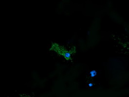 PDIA3 / ERp57 Antibody - Anti-PDIA3 mouse monoclonal antibody immunofluorescent staining of COS7 cells transiently transfected by pCMV6-ENTRY PDIA3.