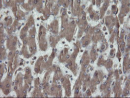 PDIA3 / ERp57 Antibody - IHC of paraffin-embedded Human liver tissue using anti-PDIA3 mouse monoclonal antibody.