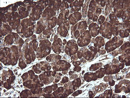 PDIA3 / ERp57 Antibody - IHC of paraffin-embedded Human pancreas tissue using anti-PDIA3 mouse monoclonal antibody. (Heat-induced epitope retrieval by 10mM citric buffer, pH6.0, 120°C for 3min).