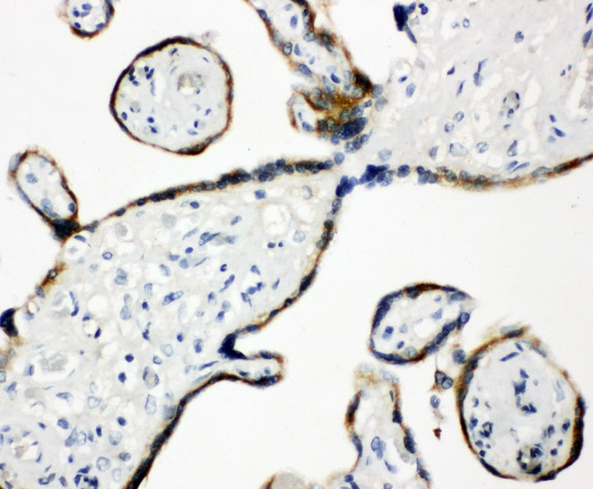 PDIA3 / ERp57 Antibody - PDIA3 / ERp57 antibody. IHC(P): Human Placenta Tissue.