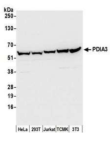PDIA3 / ERp57 Antibody - Detection of human and mouse PDIA3 by western blot. Samples: Whole cell lysate (50 µg) from HeLa, HEK293T, Jurkat, mouse TCMK-1, and mouse NIH 3T3 cells prepared using NETN lysis buffer. Antibody: Affinity purified rabbit anti-PDIA3 antibody used for WB at 0.1 µg/ml. Detection: Chemiluminescence with an exposure time of 3 seconds.