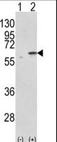 PDIA3 / ERp57 Antibody - Western blot of PDIA3 (arrow) using rabbit polyclonal PDIA3 Antibody. 293 cell lysates (2 ug/lane) either nontransfected (Lane 1) or transiently transfected with the PDIA3 gene (Lane 2).