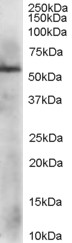 PDIA3 / ERp57 Antibody - Staining (1 ug/ml) of HepG2 lysate (RIPA buffer, 35 ug total protein per lane). Primary incubated for 1 hour. Detected using chemiluminescence.