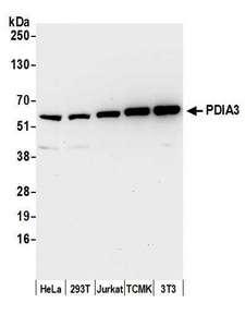 PDIA3 / ERp57 Antibody - Detection of human and mouse PDIA3 by western blot. Samples: Whole cell lysate (15 µg) from HeLa, HEK293T, Jurkat, mouse TCMK-1, and mouse NIH 3T3 cells prepared using NETN lysis buffer. Antibody: Affinity purified rabbit anti-PDIA3 antibody used for WB at 0.1 µg/ml. Detection: Chemiluminescence with an exposure time of 10 seconds.