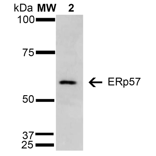 PDIA3 / ERp57 Antibody - Western Blot analysis of Human Cervical cancer cell line (HeLa) lysate showing detection of 57 kDa Erp57 protein using Mouse Anti-Erp57 Monoclonal Antibody, Clone 4F9. Lane 1: Molecular Weight Ladder (MW). Lane 2: HeLa cell lysate. Load: 15 µg. Block: 5% Skim Milk in TBST. Primary Antibody: Mouse Anti-Erp57 Monoclonal Antibody  at 1:1000 for 2 hours at RT. Secondary Antibody: Goat Anti-Mouse IgG: HRP at 1:1000 for 60 min at RT. Color Development: ECL solution for 5 min in RT. Predicted/Observed Size: 57 kDa.