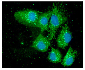 PDIA3 / ERp57 Antibody - ICC/IF analysis of PDIA3 in Hep3B cells line, stained with DAPI (Blue) for nucleus staining and monoclonal anti-human PDIA3 antibody (1:100) with goat anti-mouse IgG-Alexa fluor 488 conjugate (Green).