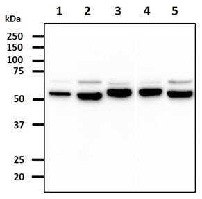 PDIA3 / ERp57 Antibody - The Cell lysates (40ug) were resolved by SDS-PAGE, transferred to PVDF membrane and probed with anti-human PDIA3 antibody (1:1000). Proteins were visualized using a goat anti-mouse secondary antibody conjugated to HRP and an ECL detection system. Lane 1. : HeLa cell lysate Lane 2. : HepG2 cell lysate Lane 3. : NIH3T3 cell lysate Lane 4. : Raw 264.7 cell lysate Lane 5. : LNCaP cell lysate