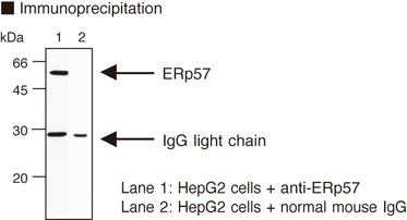 PDIA3 / ERp57 Antibody