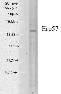 PDIA3 / ERp57 Antibody - Western blot analysis of ERP57 in human cell lysates using a 1:1000 dilution of PDIA3 / ERp57 antibody.  This image was taken for the unconjugated form of this product. Other forms have not been tested.