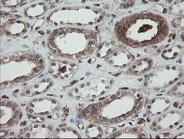 PDIA3 / ERp57 Antibody - IHC of paraffin-embedded Human Kidney tissue using anti-PDIA3 mouse monoclonal antibody.