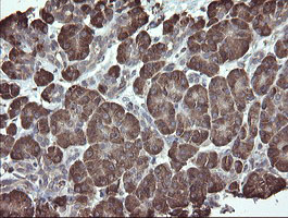 PDIA3 / ERp57 Antibody - IHC of paraffin-embedded Human pancreas tissue using anti-PDIA3 mouse monoclonal antibody.