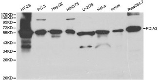 PDIA3 / ERp57 Antibody - Western blot of PDIA3 pAb in extracts from HT-29, PC-3, HepG2, NIH3T3, U-2OS, Hela, Jurkat and Raw264.7 cells.